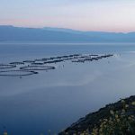 Η Pescanova Hellas ανακοίνωσε πωλήσεις 56,2 εκατ. ευρώ