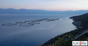 Τα ιερά ψάρια της Μονής Βατοπαιδίου