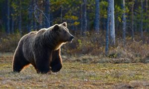 Πλήρης απομυθοποίηση του αφηγήματος των ΜΚΟ - Σοκ στη Δράμα - Αρκούδα επιτέθηκε σε 2 ορειβάτες - Ένας τραυματίας