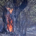 Φωτιά στις Βελιτσές Αχαΐας σε δασική έκταση