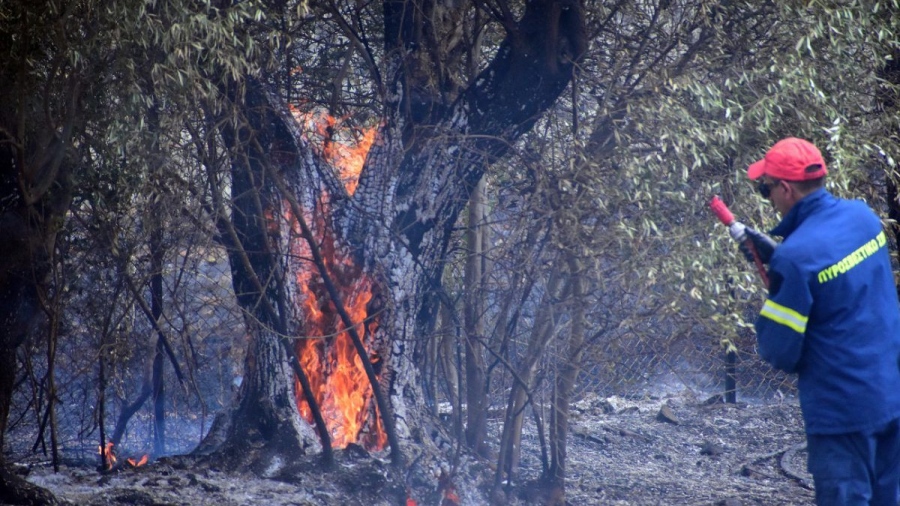 Φωτιά στις Βελιτσές Αχαΐας σε δασική έκταση
