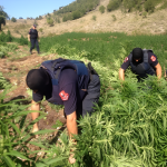 Η Αλβανία νομιμοποιεί την κάνναβη εν μέσω φόβων για εγκληματικότητα - FinanceNews.gr