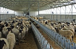 Ευλογιά: Έξαρση σε πέντε περιοχές – «Αυστηρά μέτρα και αποζημιώσεις» - FinanceNews.gr