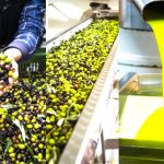 Ελαιόλαδο 2025: Παγκόσμια ζήτηση στα ύψη, τιμές παραγωγού σε ελεύθερη πτώση - FinanceNews.gr