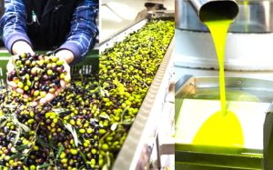 Ελαιόλαδο 2025: Παγκόσμια ζήτηση στα ύψη, τιμές παραγωγού σε ελεύθερη πτώση - FinanceNews.gr