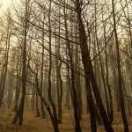 Ισπανία: Το τέλος των πυρκαγιών είναι κοντά