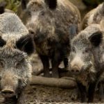 Ασύλληπτο - Οι Εσθονοί «σύμμαχοι» στέλνουν στον ουκρανικό στρατό... μολυσμένο κρέας για να περιορίσουν την πανώλη των χοίρων