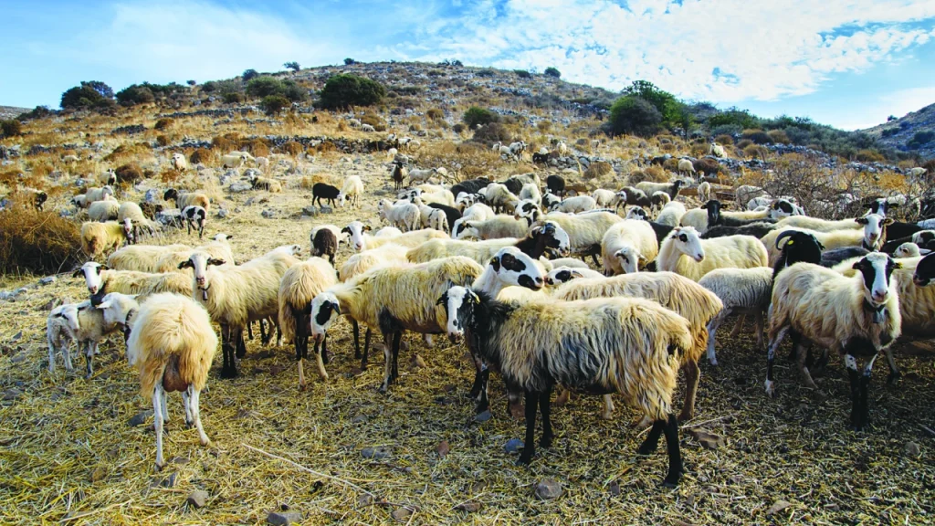 ΥΠΑΑΤ – ΕΛΓΑ: Άμεση στήριξη σε κτηνοτρόφους και αγρότες με επιτάχυνση αποζημιώσεων - FinanceNews.gr