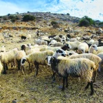 ΥΠΑΑΤ – ΕΛΓΑ: Άμεση στήριξη σε κτηνοτρόφους και αγρότες με επιτάχυνση αποζημιώσεων - FinanceNews.gr