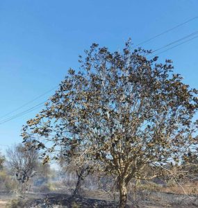 Πάτρα: Νέα εκδοχή για τα αίτια που προκάλεσαν την πυρκαγιά