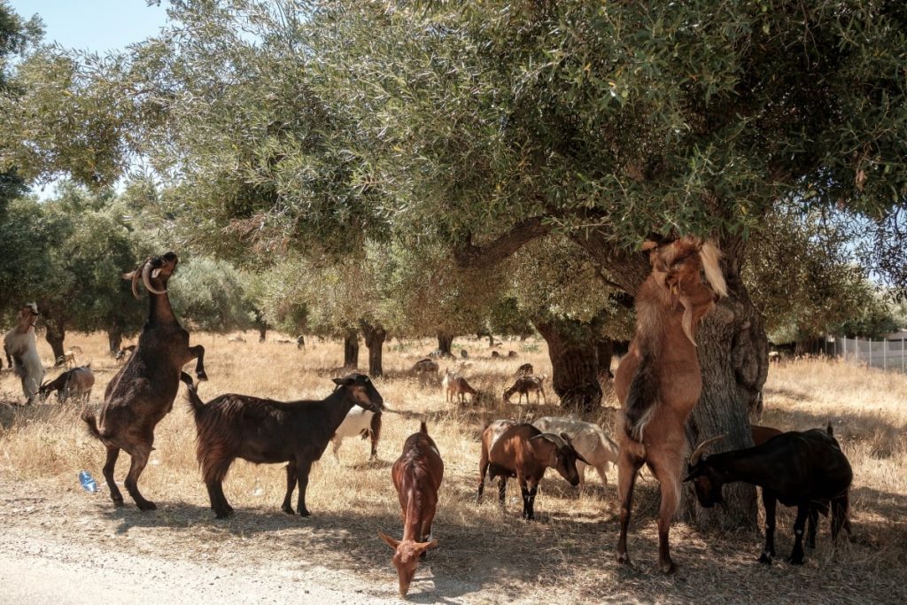 Ευλογιά των αιγοπροβάτων: Νέα μέτρα από το Υπουργείο Αγροτικής Ανάπτυξης - Στοχευμένοι έλεγχοι για τη μη τήρηση των πρωτοκόλλων