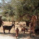 Ευλογιά των αιγοπροβάτων: Νέα μέτρα από το Υπουργείο Αγροτικής Ανάπτυξης - Στοχευμένοι έλεγχοι για τη μη τήρηση των πρωτοκόλλων