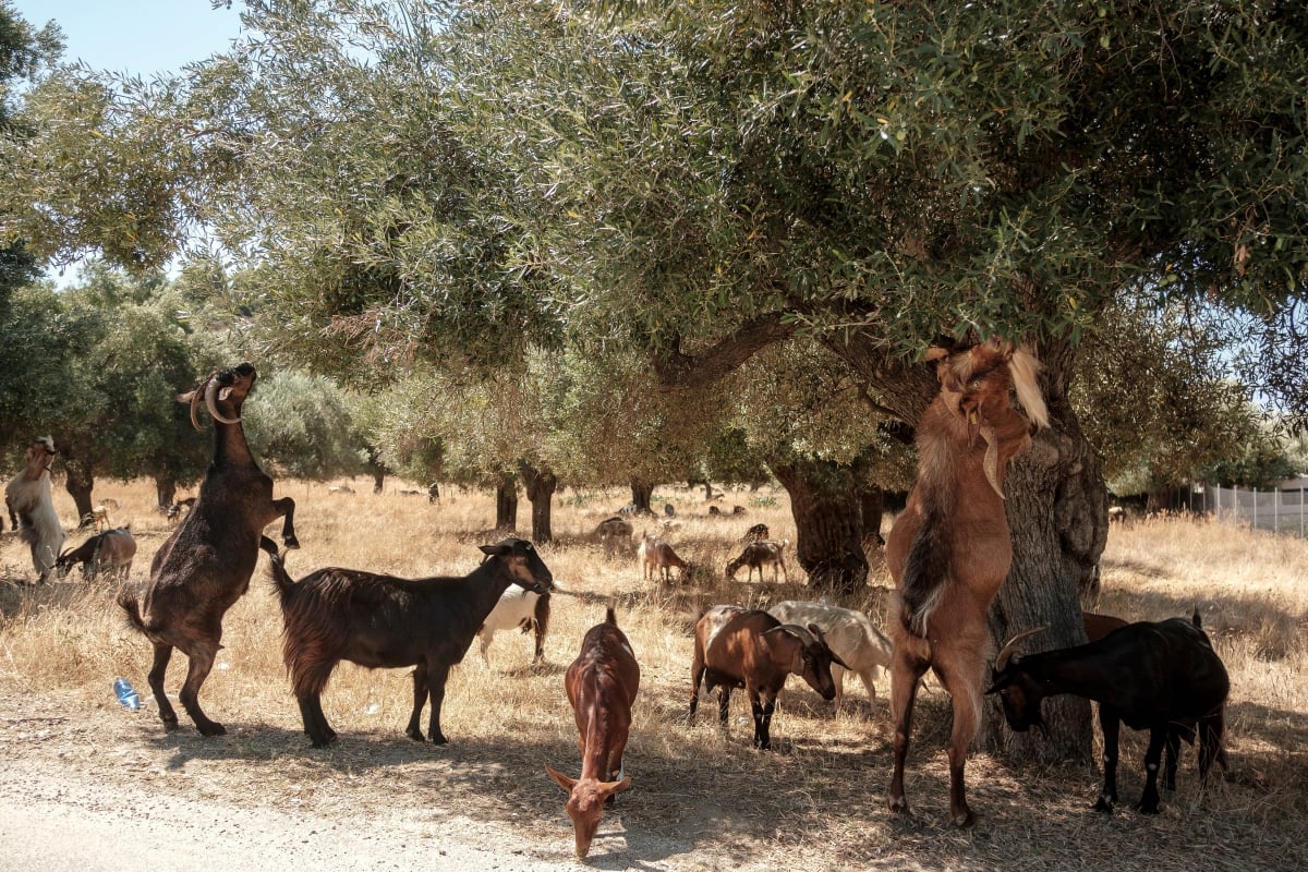 Ευλογιά των αιγοπροβάτων: Νέα μέτρα από το Υπουργείο Αγροτικής Ανάπτυξης - Στοχευμένοι έλεγχοι για τη μη τήρηση των πρωτοκόλλων