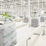 Νέα προϊόντα φαρμακευτικής κάνναβης σε σταγόνες διαθέτει στην Ελλάδα η Tikun Olam