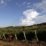 Η σχέση του κλίματος με τις αμπελοκαλλιέργειες