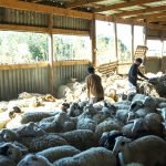 Ευλογιά αιγοπροβάτων: Ξεπέρασαν τις 300.000 οι θανατώσεις – Η φέτα σε κίνδυνο - FinanceNews.gr