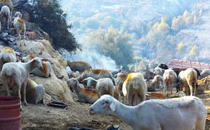 Συναγερμός στη Λέσβο: Ψεκασμοί παντού για να σωθεί η κτηνοτροφία από την ευλογιά των προβάτων - FinanceNews.gr