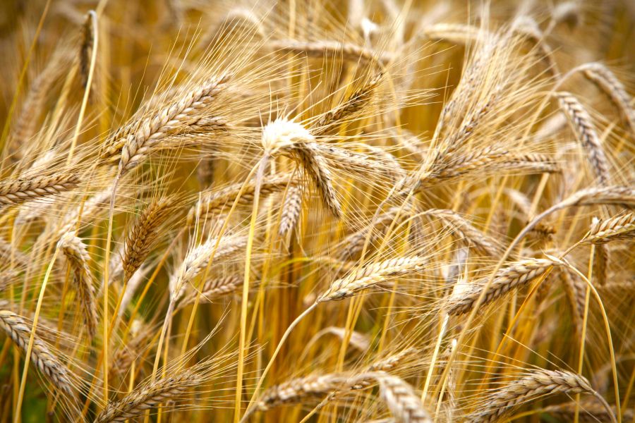 Σιτάρι: Oι τιμές κοντά σε χαμηλό 5 ετών λόγω υψηλής παραγωγής - FinanceNews.gr