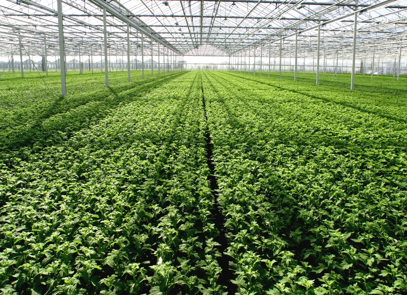 Παρατείνεται η προθεσμία υποβολής αιτήσεων για θερμοκήπια και στέγαστρα φυτικής παραγωγής