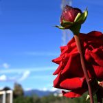 Άνοιξη μέσα στον Νοέμβριο: Πώς θα κυλήσει ο καιρός έως την Τετάρτη - FinanceNews.gr