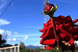 Άνοιξη μέσα στον Νοέμβριο: Πώς θα κυλήσει ο καιρός έως την Τετάρτη - FinanceNews.gr