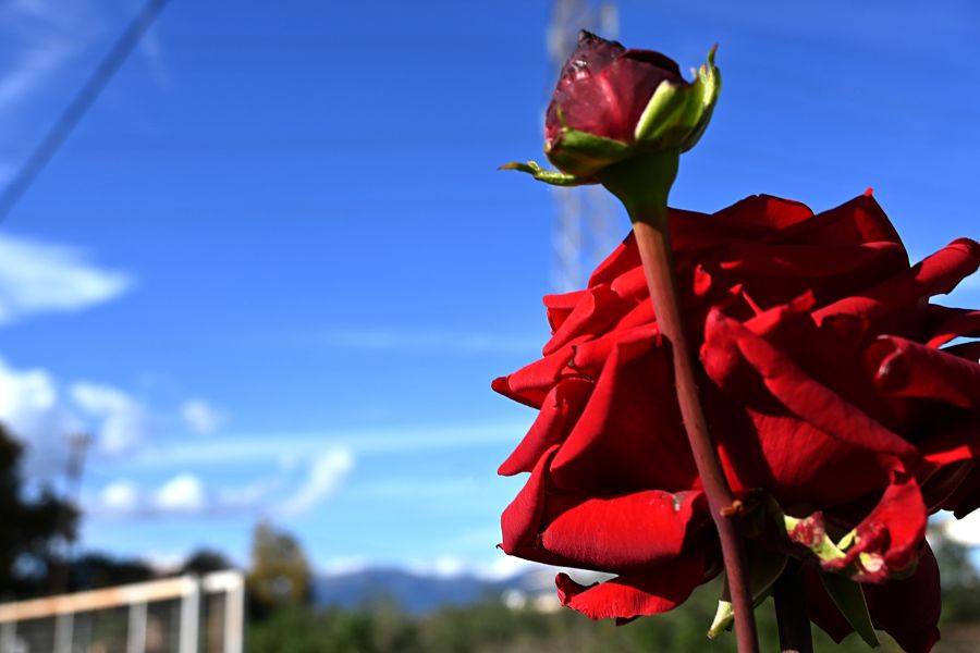 Άνοιξη μέσα στον Νοέμβριο: Πώς θα κυλήσει ο καιρός έως την Τετάρτη - FinanceNews.gr