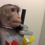 Απίστευτο… σκάει «βόμβα» φυματίωσης – «Κουκουλώνει» μυστικά εργαστήρια με πιθήκους το CDC