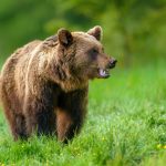 Αδιανόητο: Σκότωσαν και αποκεφάλισαν αρκούδα στη Δράμα