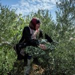 Οι Ισραηλινοί ξεριζώνουν τις ρίζες της Παλαιστίνης: Στην πυρά οι ελιές της Αντίστασης