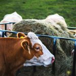 Σειρά καταγγελιών για παραβάσεις προστασίας της ζωικής παραγωγής σε Βόρεια Ελλάδα και νησιά - FinanceNews.gr