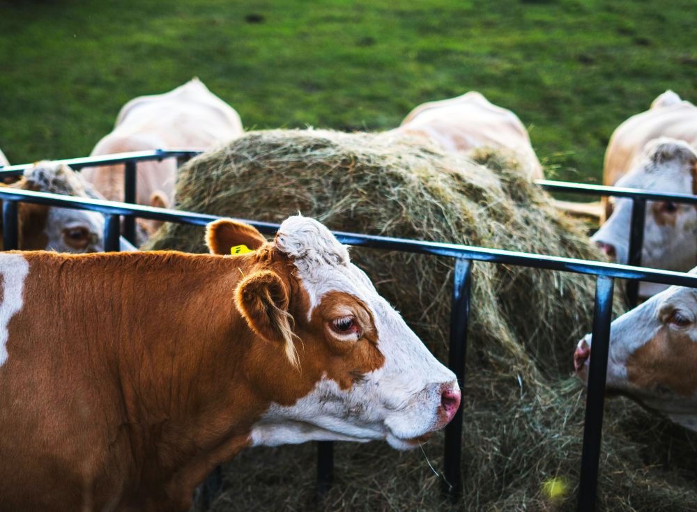 Σειρά καταγγελιών για παραβάσεις προστασίας της ζωικής παραγωγής σε Βόρεια Ελλάδα και νησιά - FinanceNews.gr