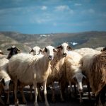 Νέα έκτακτη στήριξη των κτηνοτρόφων ύψους 56 εκατ. ευρώ