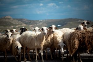 Νέα έκτακτη στήριξη των κτηνοτρόφων ύψους 56 εκατ. ευρώ