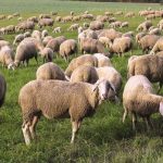 Πανώλη: Συναγερμός σε όλη την Θεσσαλία για τα κρούσματα- Στη Λάρισα σήμερα ο Τσιάρας