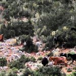 ΥΠΑΑΤ: Τέλος στη «τεχνική λύση» - Νέοι κανόνες ΚΑΠ για κατανομή βοσκοτόπων - FinanceNews.gr