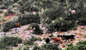 ΥΠΑΑΤ: Τέλος στη «τεχνική λύση» - Νέοι κανόνες ΚΑΠ για κατανομή βοσκοτόπων - FinanceNews.gr