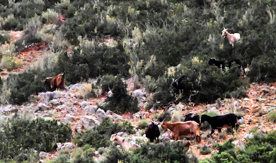 ΥΠΑΑΤ: Τέλος στη «τεχνική λύση» - Νέοι κανόνες ΚΑΠ για κατανομή βοσκοτόπων - FinanceNews.gr