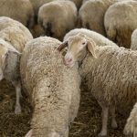 Κάλλιο αργά παρά ποτέ - «Πάγωμα» πλειστηριασμών και κατασχέσεων για κτηνοτρόφους που επλήγησαν από την ευλογιά