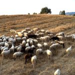 «Ανάσα» στους κτηνοτρόφους: Νέα χρηματοδότηση για το αυξημένο κόστος ζωοτροφών - FinanceNews.gr