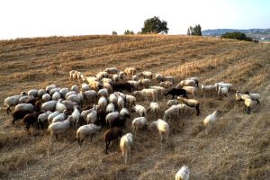 «Ανάσα» στους κτηνοτρόφους: Νέα χρηματοδότηση για το αυξημένο κόστος ζωοτροφών - FinanceNews.gr