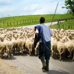 Αποζημίωση κτηνοτρόφων για απώλεια εισοδήματος λόγω ευλογιάς αιγοπροβάτων