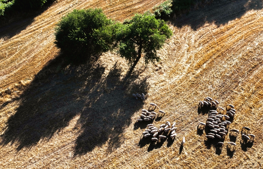 Ευλογιά: Τα μέτρα που ενεργοποιεί η κυβέρνηση για να ανακόψει τη διασπορά