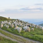 Αναστολή μέτρων αναγκαστικής εκτέλεσης για κτηνοτρόφους που πλήττονται από την ευλογιά των αιγοπροβάτων