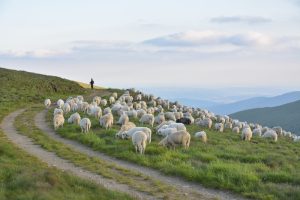 Αναστολή μέτρων αναγκαστικής εκτέλεσης για κτηνοτρόφους που πλήττονται από την ευλογιά των αιγοπροβάτων