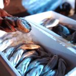 Ανεβάζουν τις τιμές της τσιπούρας μειώνοντας την παραγωγή. Ο κλάδος της Ιχθυοκαλλιέργειας στο μικροσκόπιο της ΕΛΣΤΑΤ