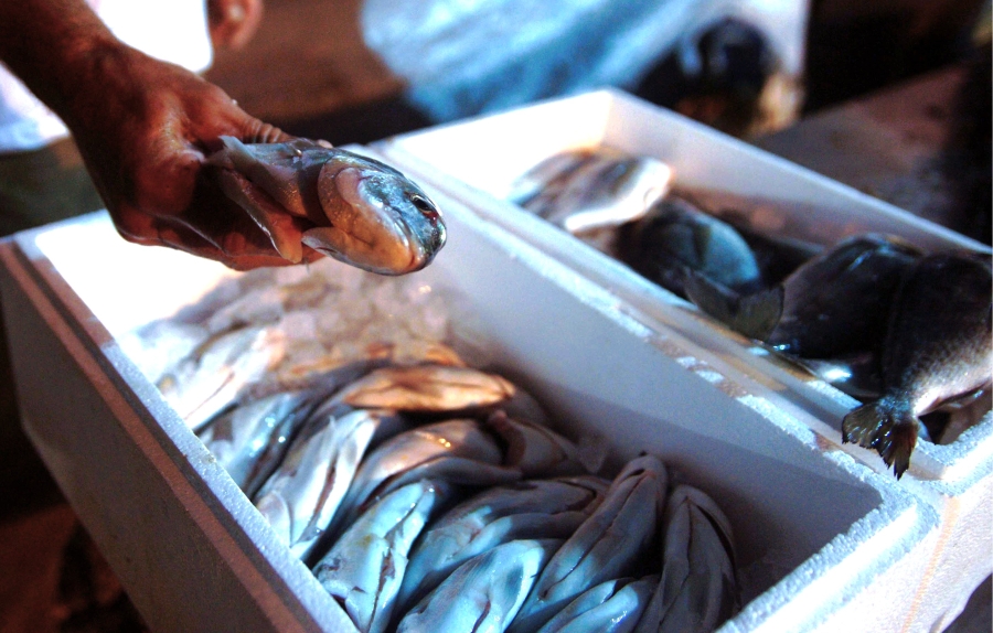 Ανεβάζουν τις τιμές της τσιπούρας μειώνοντας την παραγωγή. Ο κλάδος της Ιχθυοκαλλιέργειας στο μικροσκόπιο της ΕΛΣΤΑΤ