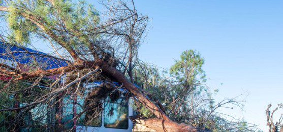 Ευθύνη του ΟΣΕ ο καθαρισμός των γραμμών: Δένδρο καταπλάκωσε τρένο της Hellenic Train - Financial Report