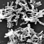 Επιστημονική τομή - Το Πανεπιστήμιο του Waterloo δημιούργησε βακτήρια που σκοτώνουν τους καρκινικούς όγκους