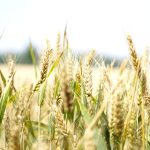 Πειραιώς: «Βουτιά» 12% στα αγροτικά προϊόντα το 2025 - Ποια είχαν τη μεγαλύτερη πτώση