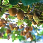 Βιετνάμ: Νέα ασιατική αγορά για το ελληνικό ακτινίδιο - «Πράσινο φως» από 1η Μαρτίου 2026